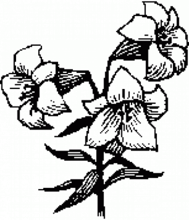 387x450 Collection Of Free Wildflower Drawing Montana Download On Ui Ex