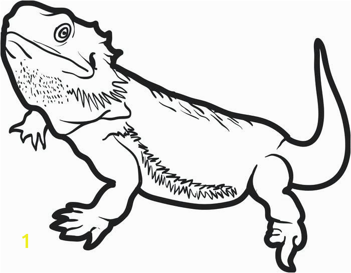 700x545 Bearded Dragon Coloring Pages Toothless Coloring Pages High