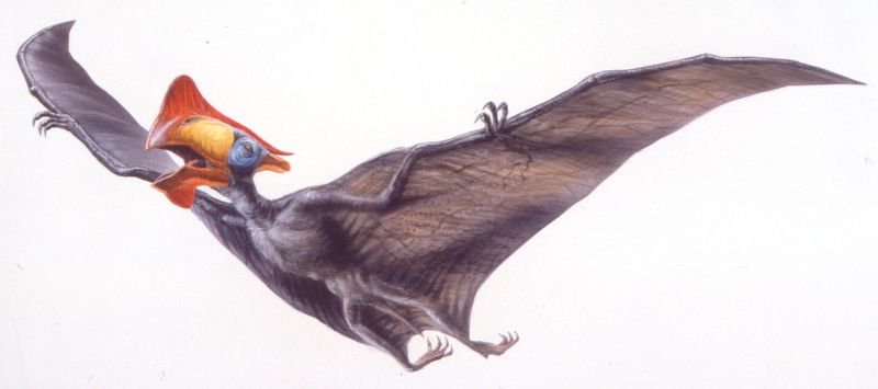 800x355 South America Million Year Old Toothless Flying Dinosaur
