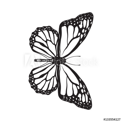 500x500 Top View Of Beautiful Monarch Butterfly, Sketch Illustration