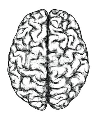 309x380 Human Brain, Top View In Imagine Brain Art, Brain
