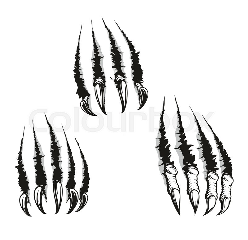 800x777 Scratch Claws Of Animals, Vector Stock Vector Colourbox