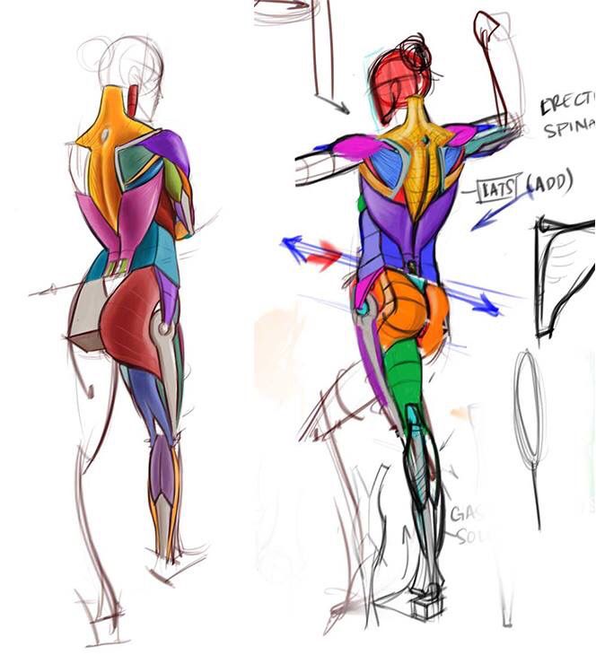 664x730 Back Muscles Concept Sketch Various