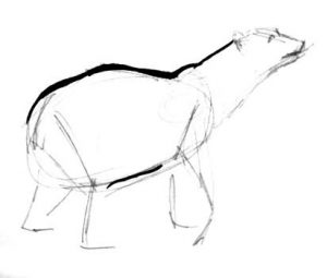 300x255 How To Draw A Polar Bear