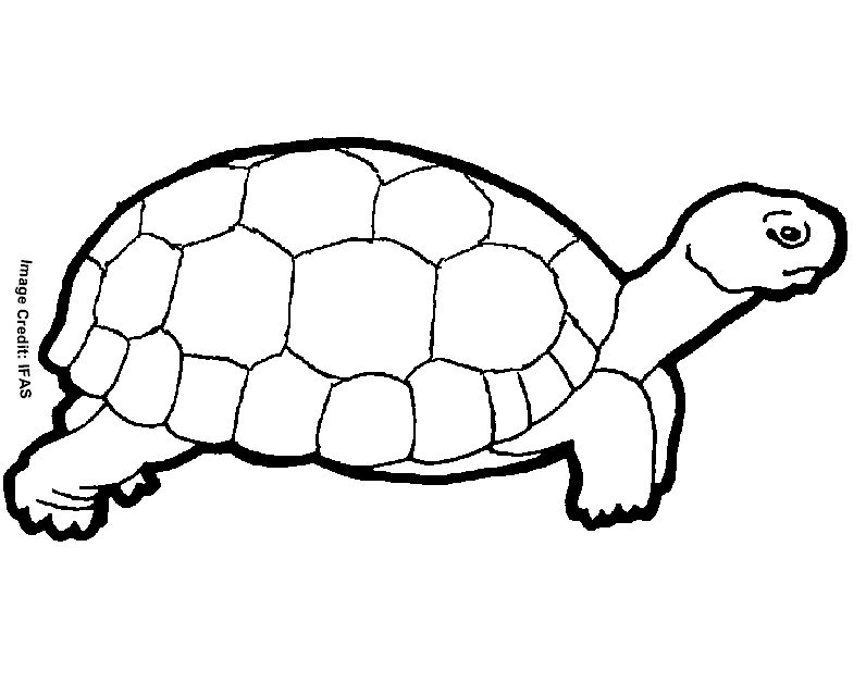 Tortoise Drawing