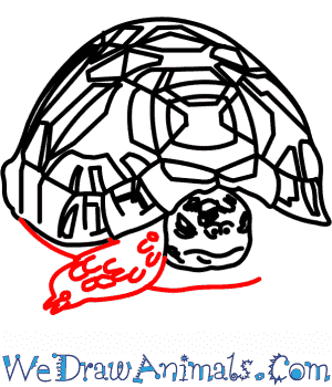 300x350 How To Draw An Indian Star Tortoise