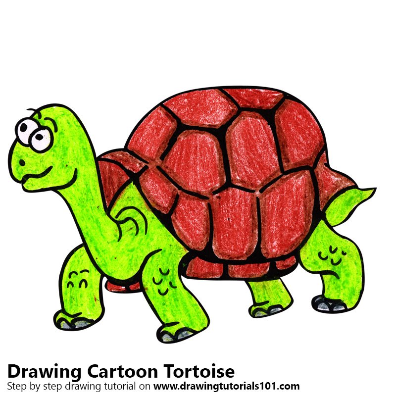 800x800 Learn How To Draw A Cartoon Tortoise