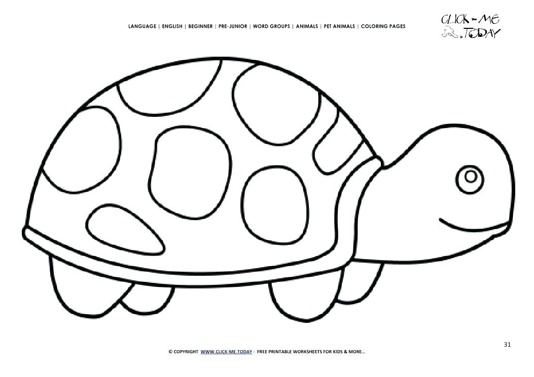 1053x745 Tortoise Coloring