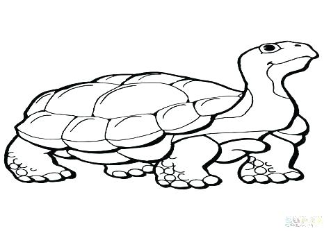 476x333 Tortoise Coloring