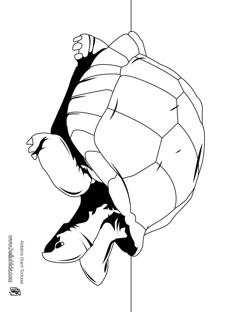 820x1060 tortoise drawing for kids and tortoise coloring pages, videos