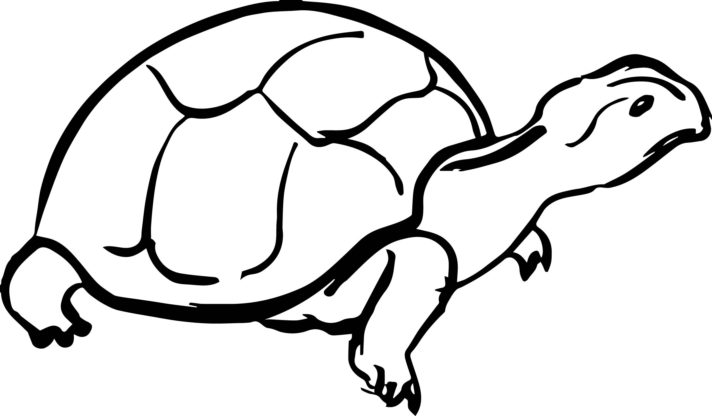 2495x1457 Tortoise Turtle Basic Draw Coloring