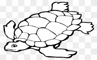 320x198 Transition Drawing Tortoise Graphic Transparent Library