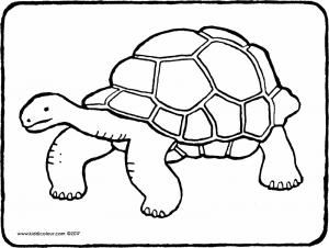 300x226 Tortoise