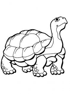236x315 best tortoise images turtles, tortoise tattoo, animal drawings