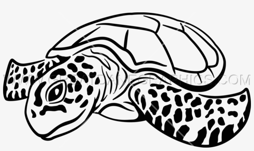 820x488 Sea Turtle Drawing Color At Getdrawings
