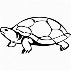 250x250 Tortoise Drawing, Picture