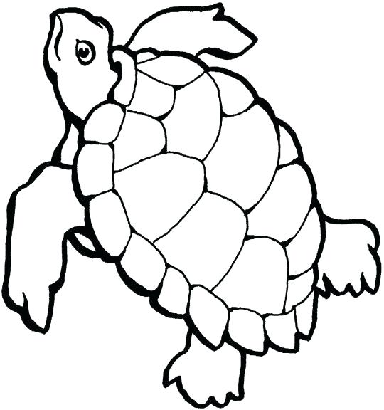 Tortoise Shell Drawing | Free download on ClipArtMag