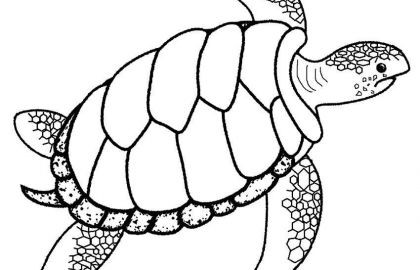420x270 Turtle Shell Coloring