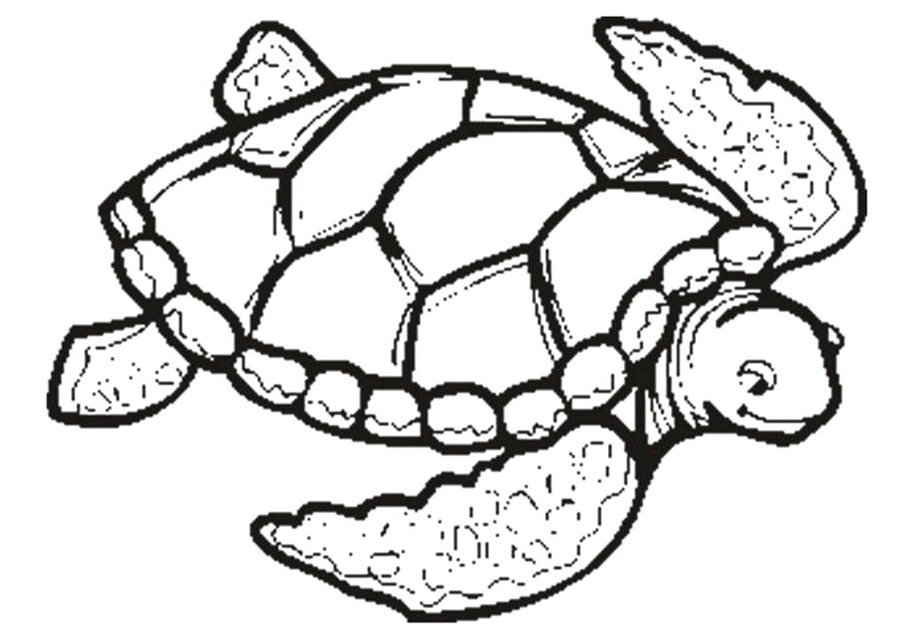 1024x723 Drawing Of A Sea Turtle How To Draw A Cartoon Sea Turtle Step
