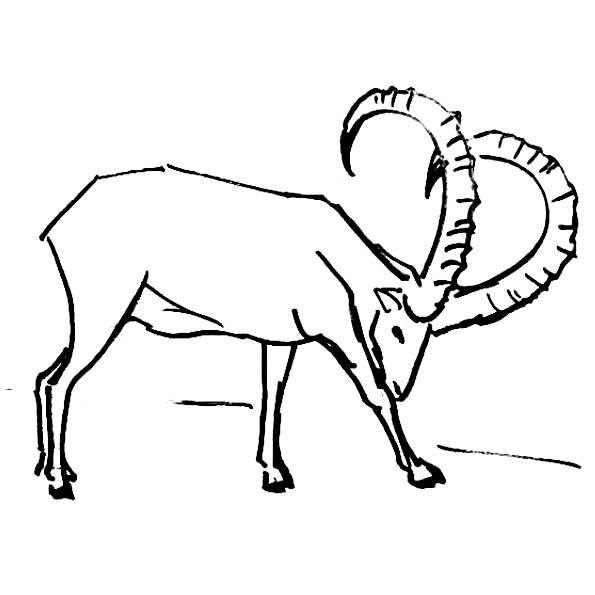 595x595 Ram Drawing For Free Download