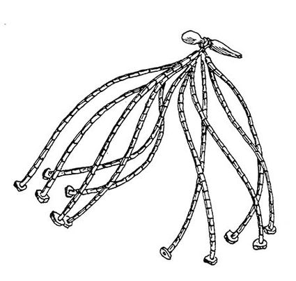 425x403 iroquois territory wampum strings