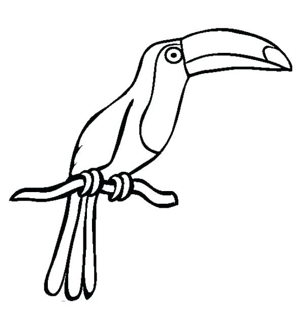 Toucan Bird Drawing