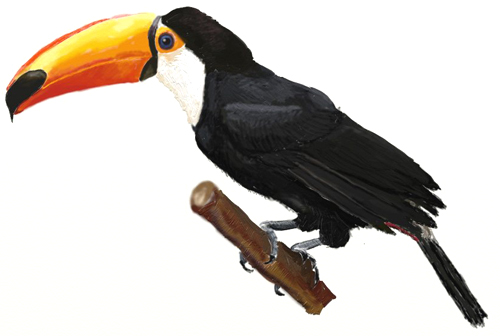 500x336 How To Draw A Toucan