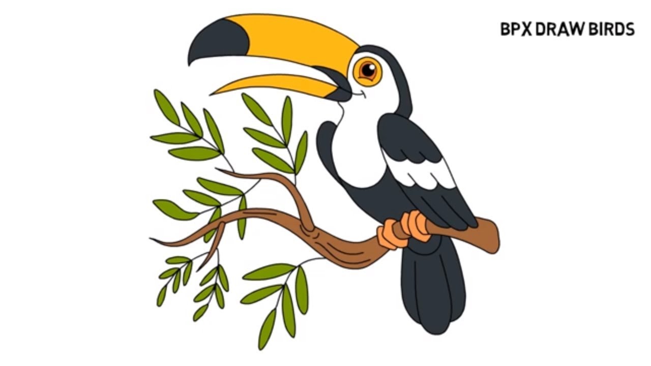 1280x720 How To Draw And Color Toucan Bird Bird Drawing Coloring