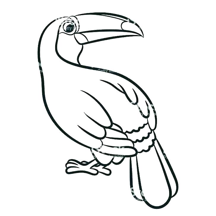 728x728 Toucan Coloring Bird On The Tree Sheet