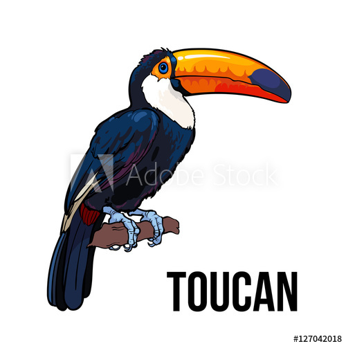 500x500 hand drawn toucan seating on a tree branch, colorful sketch style
