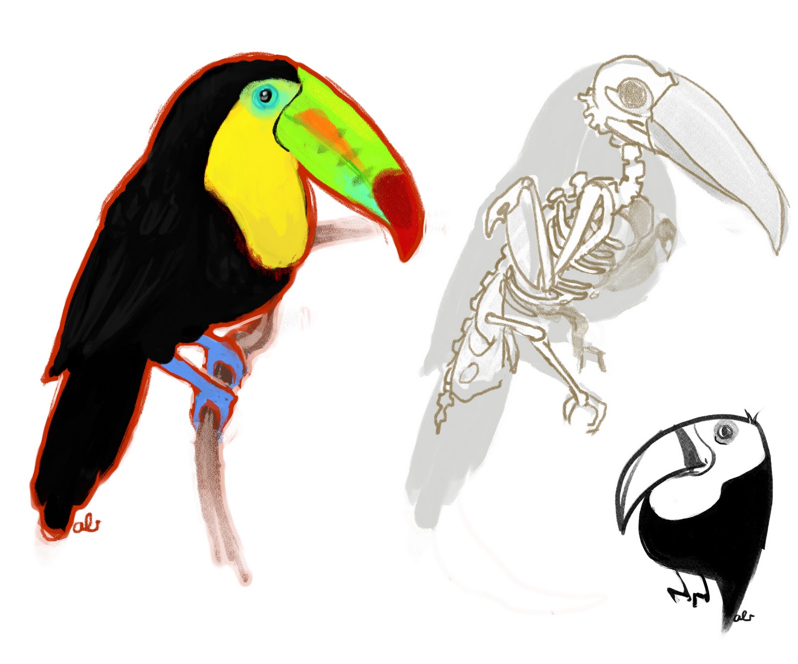 1600x1330 Pictures Of Toco Toucan Drawing