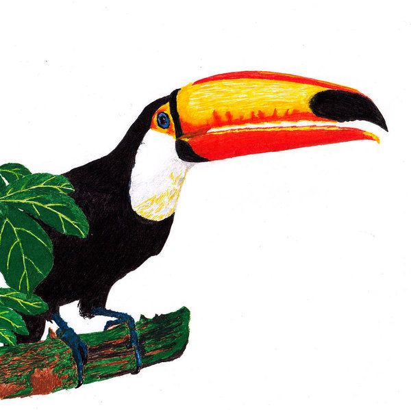 600x599 Toucan Drawings Fine Art America