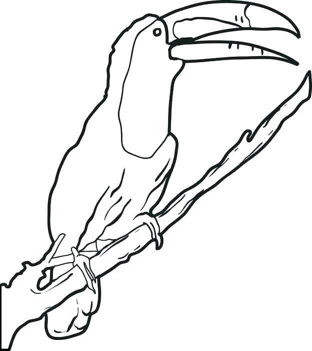 624x700 Toucan Coloring Pages