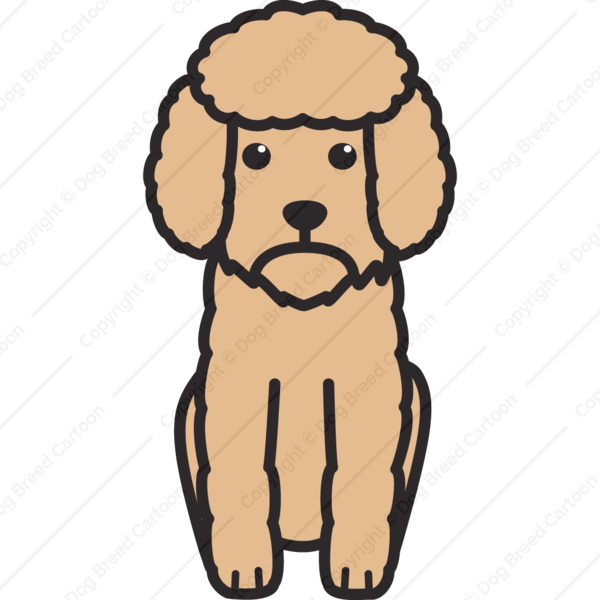 600x600 Toy Poodle