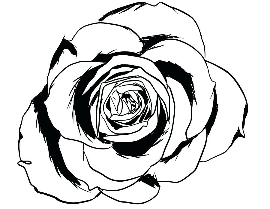 900x695 Rose Line Drawing Traditional Rose Tattoo Line Drawing