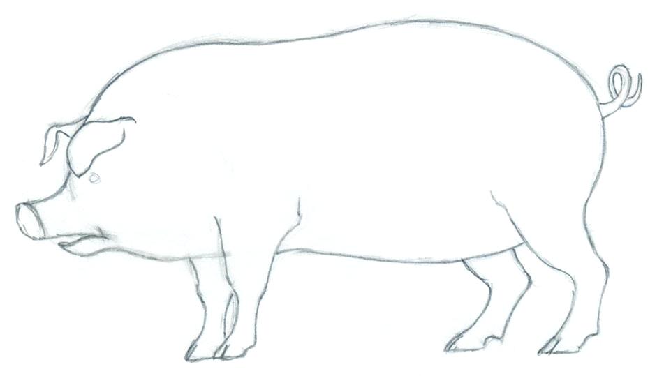951x539 Easy Pig Drawing Easy Guinea Pig Drawing