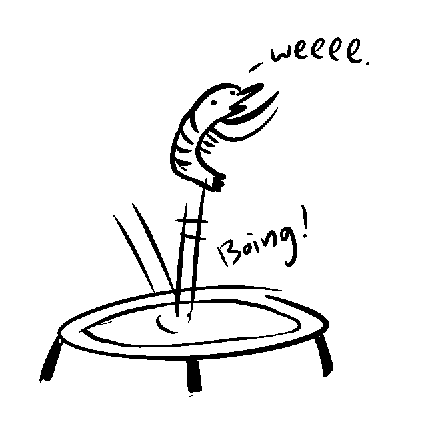 423x439 neil slorance on twitter a prawn on a trampoline