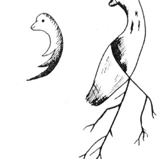 320x320 Preformation Concept During The Th Century Drawings