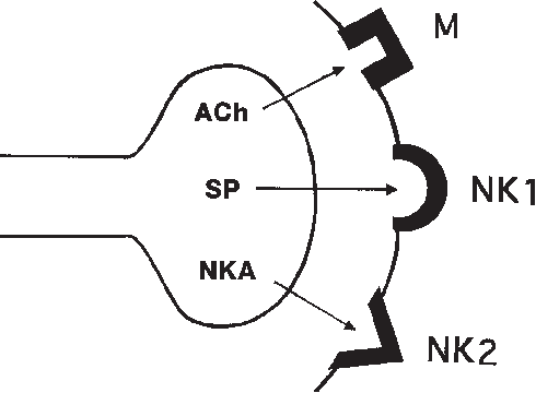 490x360 Schematic Drawing Illustrating The Triple Neuromuscular Excitatory