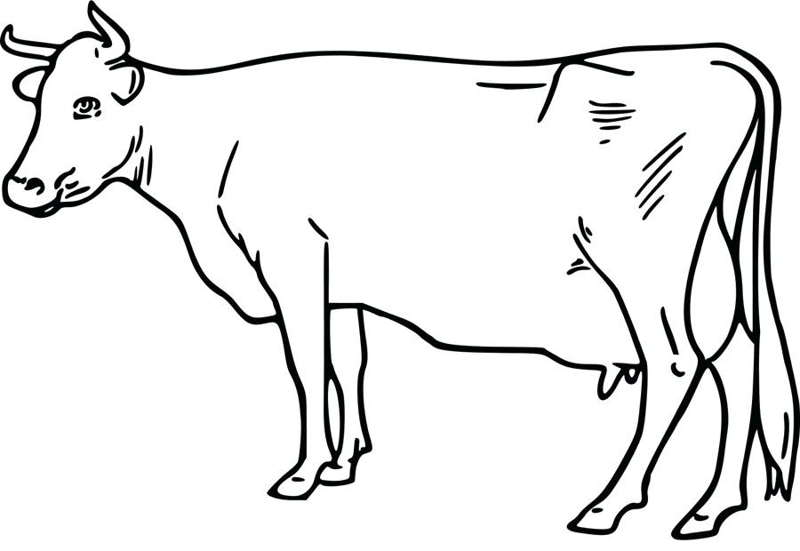 900x620 Drawing Of A Cow How To Draw A Simple Cow Step Drawing Of A Girl