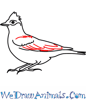 300x350 How To Draw A Skylark