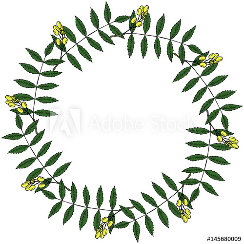 500x500 ayurvedic herb hand drawing ink illustration design