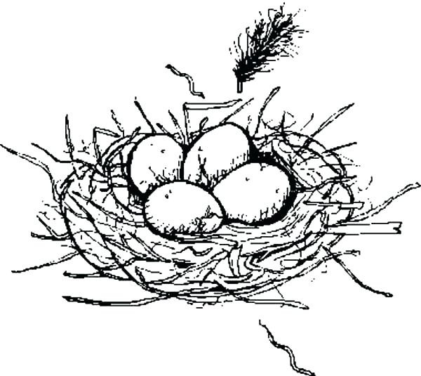 600x535 Bird Nest Coloring