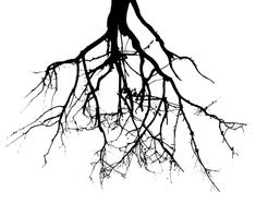 235x186 Huge Collection Of 'plant Roots Drawing' Download More Than