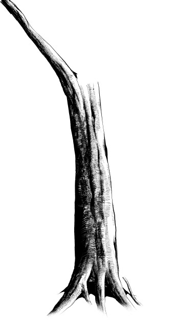 338x638 It's Not Easy Even Using Shortcut Draw A Tree Using Trunk