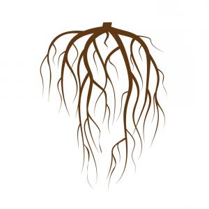300x300 Tree Underground Roots Brown Tree Root On Vector Soidergi