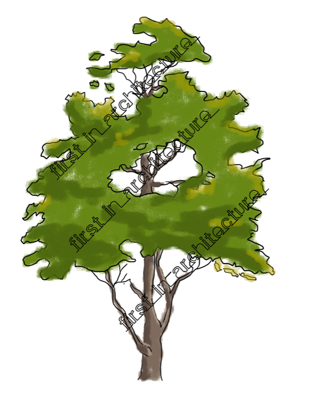 632x800 Sketch Up Components Sketchy Trees Adobe Program Help Tree