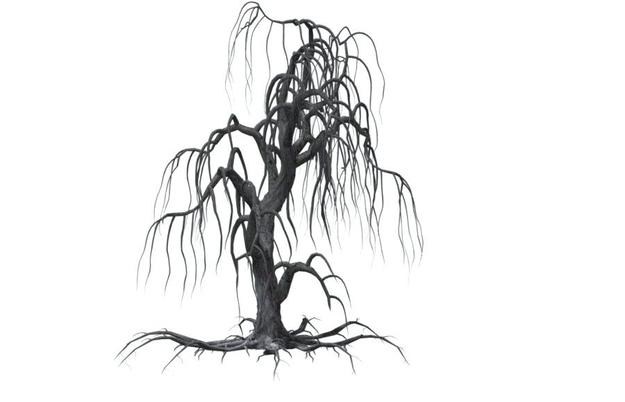 900x580 willow tree drawing buy art weeping willow tree sketches