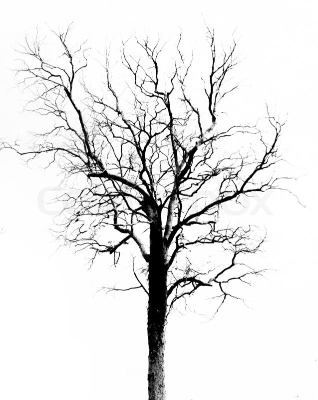 637x800 Black And White Drawing Tree Bark