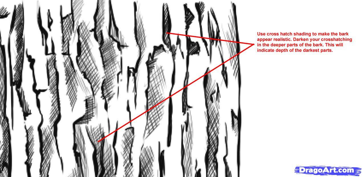 1270x622 Drawing Realistic Tree Bark Texture